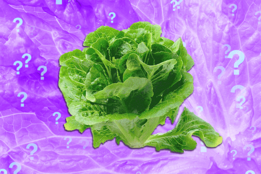 Is It Safe to Eat Lettuce Yet?